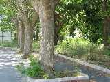 Part of the grounds