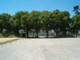 Chestnut trees around the site