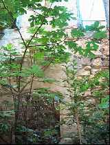 Back Middle Room