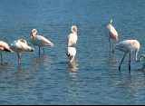 The Local Pink Flamingoes